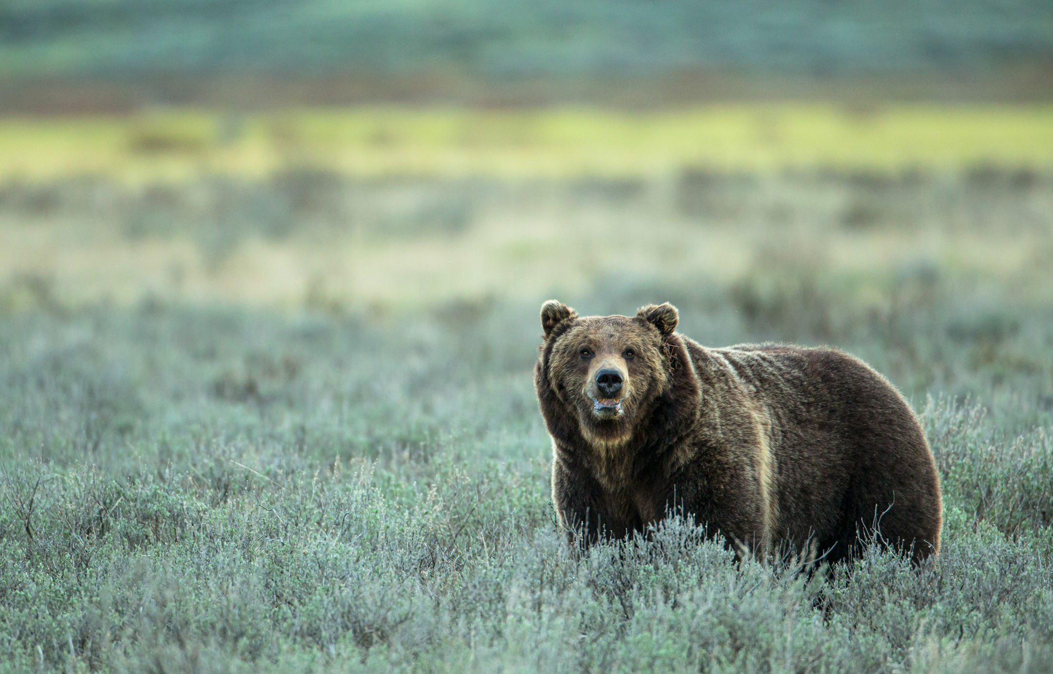 Yellowstonian